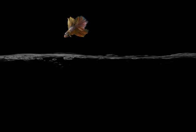 Un pesce combattente giallo Halfmoon sta saltando dal trampolino di lancio con sfondo nero