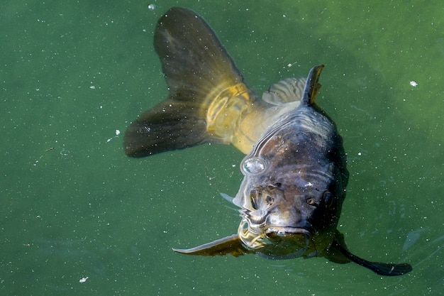 Un pesce con un pesce sulla coda