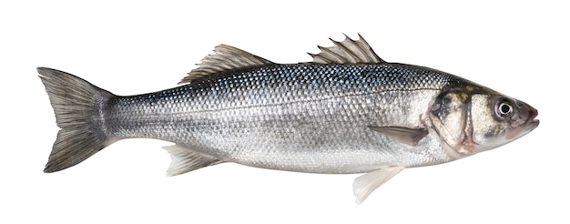 Un pesce fresco del branzino isolato su bianco