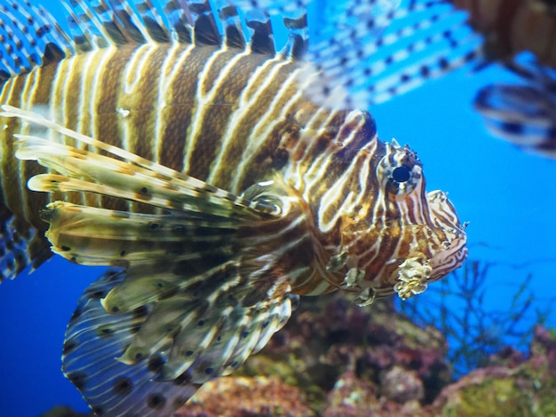 Un pesce leone che nuota in un oceano blu