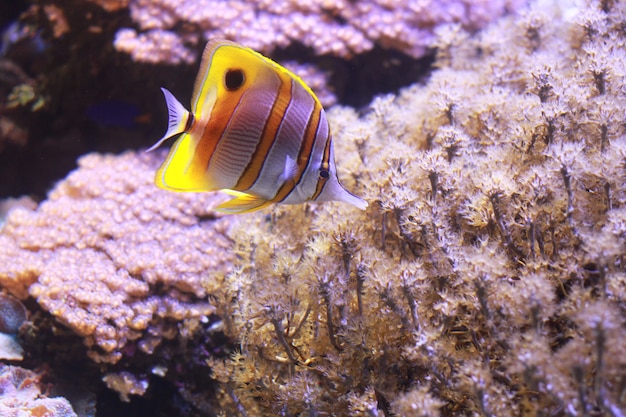 un pesce nell&#39;acquario