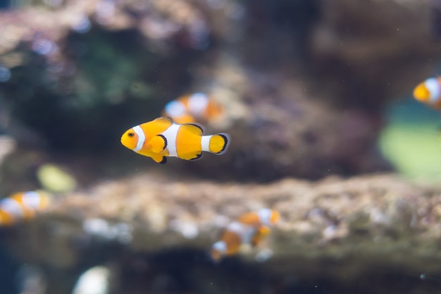 Un pesce pagliaccio nell'acquario di barriera corallina di acqua salata.