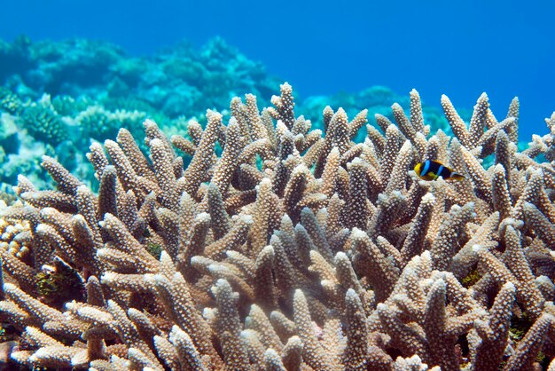 Un pesce pagliaccio su sfondo di corallo duro
