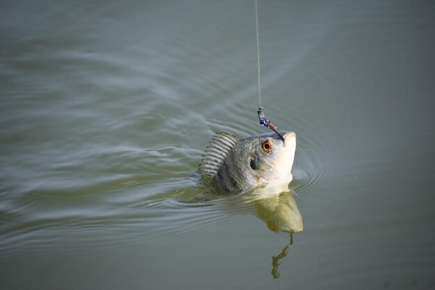 Un pesce perca con un gancio in bocca e acqua