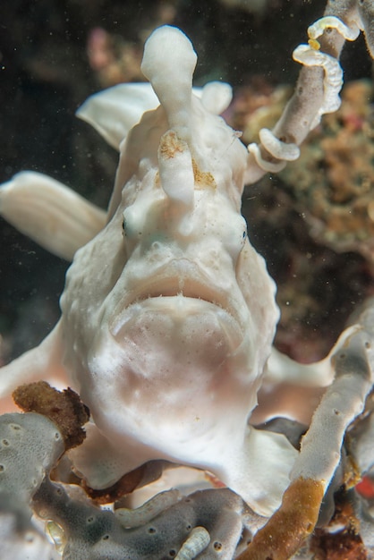 Un pesce rana rosa bianco che ti guarda nell'isola di pescador nelle Filippine