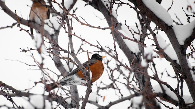 Un pettirosso in un albero di neve.