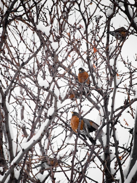 Un pettirosso in un albero di neve.