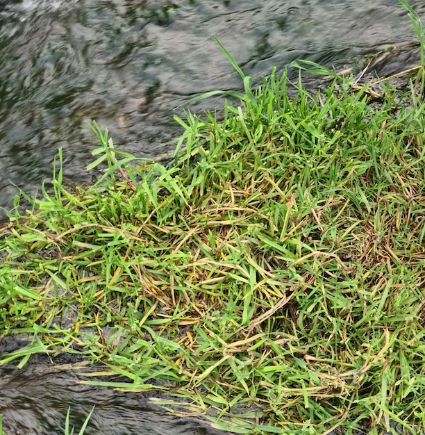 Un pezzo d'erba è nell'acqua e l'erba è verde.