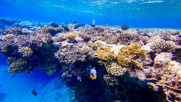 Un pezzo di corallo che è sotto l'acqua del Mar Rosso, molti pesci hanno nuotato