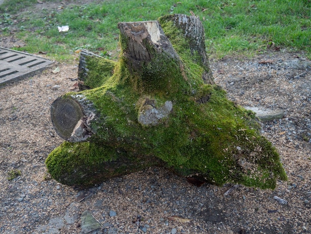 Un pezzo di legno in muschio verde elemento naturale Un enorme blocco Rami segati