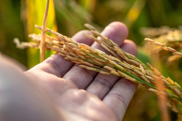 Un pezzo di riso dorato in attesa di essere raccolto