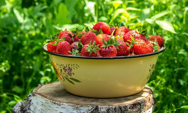 Un piatto con fragole succose mature. piatto con fragole appena raccolte, raccolta di bacche, cibo sano, cibo biologico. Messa a fuoco selettiva