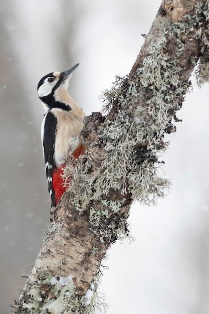 Un picchio rosso maggiore siede su un ramo in una scena innevata.