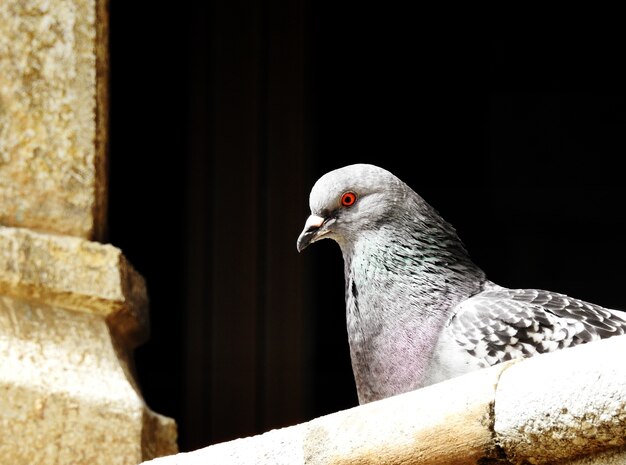 Un piccione appollaiato sul balcone, al sole