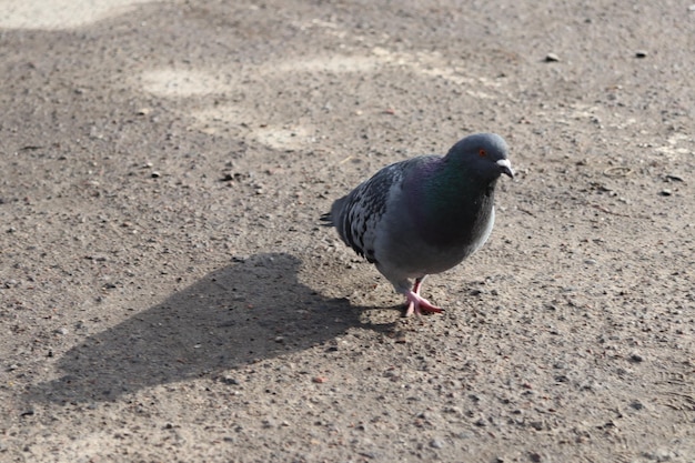 Un piccione cammina per terra con l'ombra dell'uccello a terra.