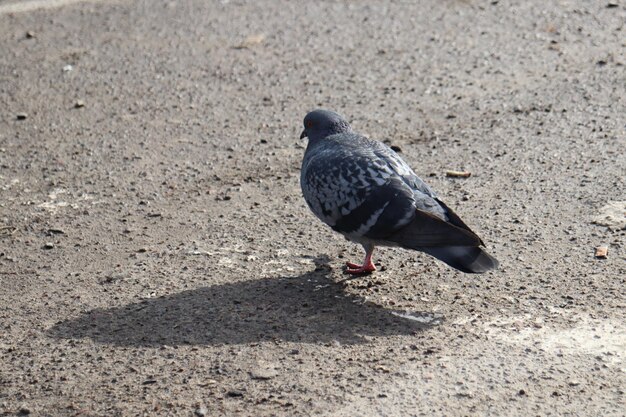 Un piccione cammina per terra con la scritta "acqua" sul dorso.