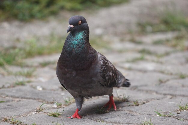 Un piccione con una faccia blu e piedi rossi si trova su un sentiero di pietra.