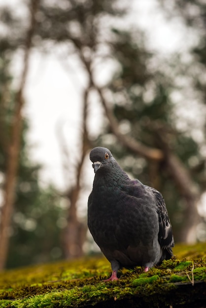 un piccione curioso su un tetto coperto di muschio sullo sfondo di una foresta