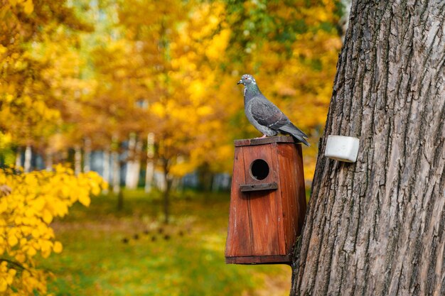 Un piccione siede sopra un alimentatore in un parco autunnale