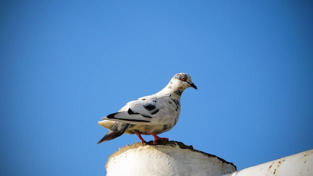 Un piccione solitario seduto sul palo