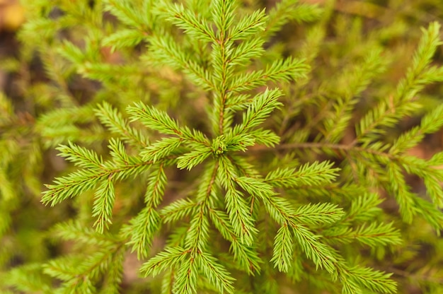 Un piccolo abete o abete sempreverde in crescita nella foresta autunnale tra le foglie cadute. primo piano, vista dall'alto