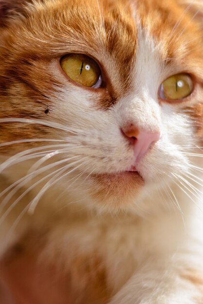 Un piccolo acaro nero perde i topi di lana di gatto