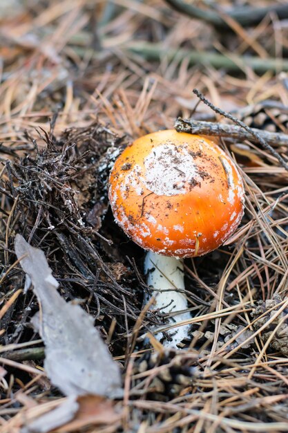 Un piccolo agarico di mosca con un berretto rosso e macchie bianche si fa strada tra gli aghi della foresta. Vista verticale