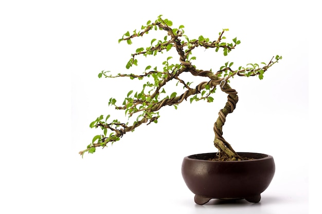 Un piccolo albero di bonsai in un vaso di ceramica su fondo bianco