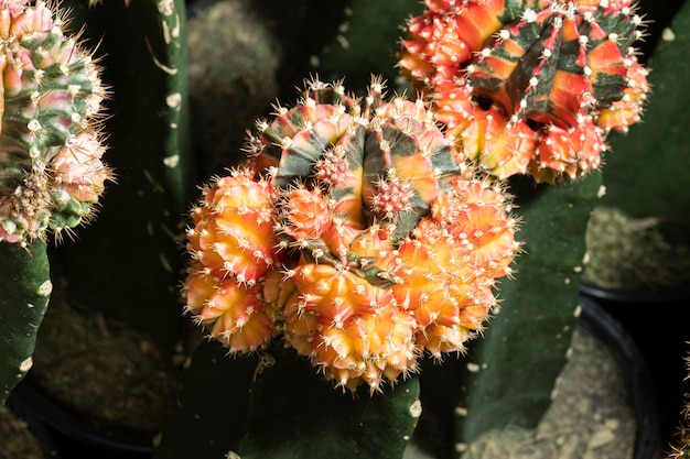 Un piccolo bellissimo cactus (gymnocalycium) in giardino.