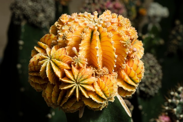 Un piccolo bellissimo cactus (gymnocalycium) in giardino.