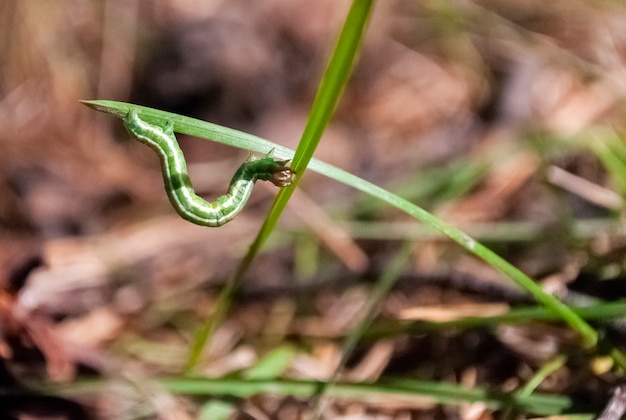 Un piccolo bruco verde striscia da un filo d'erba a un filo d'erba