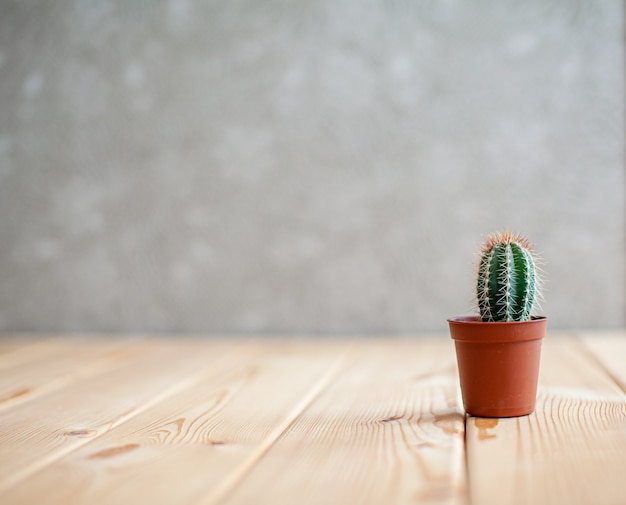 Un piccolo cactus in un vaso marrone su un tavolo di legno. Progettazione d'interni per la casa. C'è spazio libero per il testo.