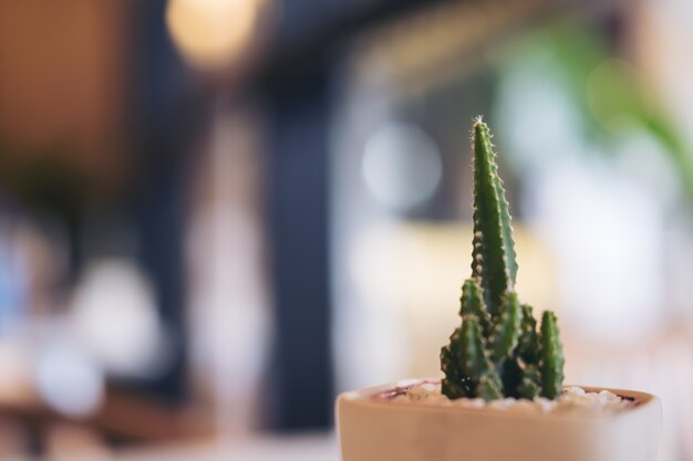 Un piccolo cactus in una pentola di terracotta