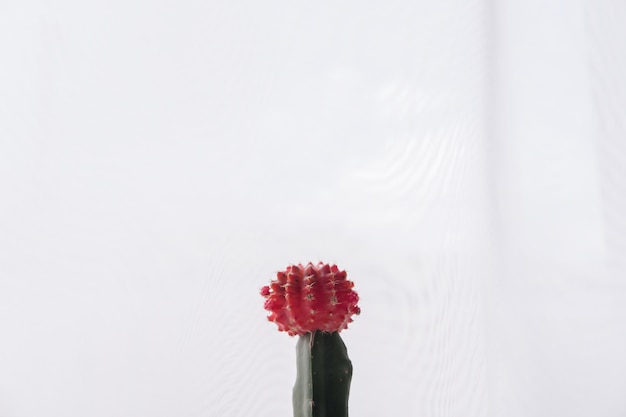 Un piccolo cactus