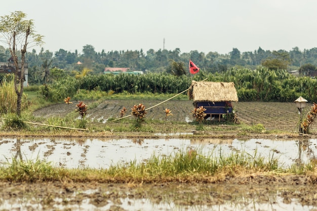 Un piccolo campo di riso in un villaggio asiatico, Nel mezzo del campo è una piccola casa con un tetto di paglia.