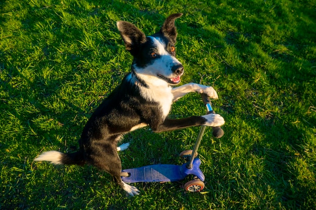 Un piccolo cane bianco che guida uno scooter e un cane carino in piedi guida uno scooter