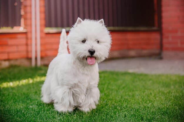 Un piccolo cane bianco del terrier bianco dell'altopiano occidentale si siede nell'erba.