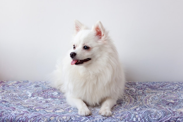 Un piccolo cane bianco di Pomerania con la lingua fuori è sdraiato sul tappeto e guarda lontano.