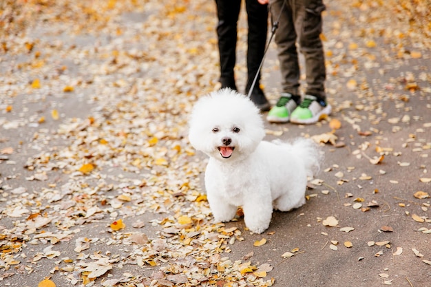 Un piccolo cane bianco sta camminando al guinzaglio con sopra la parola barboncino.