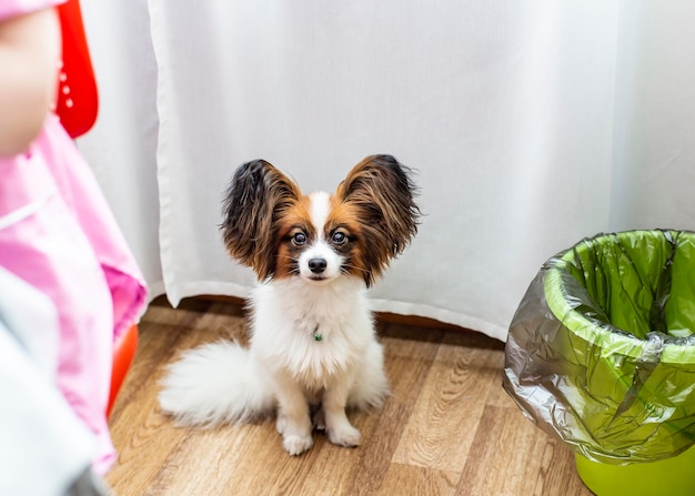 Un piccolo cane carino Papillon con grandi belle orecchie è seduto sul pavimento i