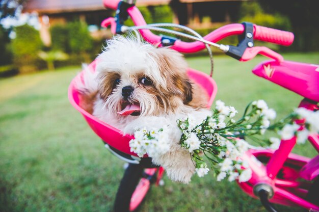 Un piccolo cane carino sulla ruota