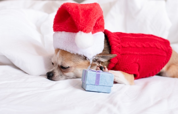 Un piccolo cane chihuahua giace su un letto bianco con un maglione rosso e un cappello di Babbo Natale la vigilia di Natale