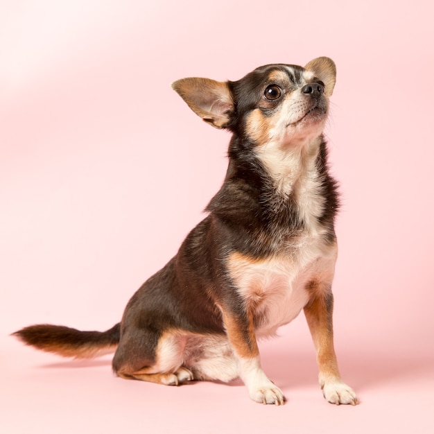 Un piccolo cane Chihuahua su uno sfondo rosa. Distoglie lo sguardo, uno spazio vuoto per pubblicizzare un negozio di veterinari. Copia spazio.