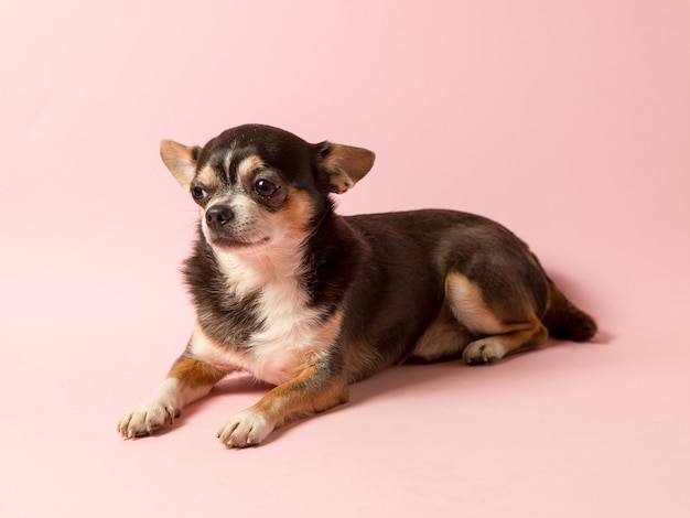 Un piccolo cane Chihuahua su uno sfondo rosa. Distoglie lo sguardo, uno spazio vuoto per pubblicizzare un negozio di veterinari. Copia spazio.