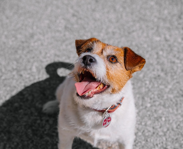Un piccolo cane Jack Russell Terrier che cammina con il suo proprietario in un vicolo della città Animali domestici all'aperto vita sana e stile di vita