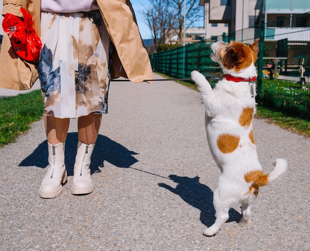 Un piccolo cane Jack Russell Terrier che cammina con il suo proprietario in un vicolo della città Animali domestici all'aperto vita sana e stile di vita