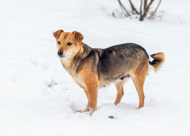 Un piccolo cane marrone sta nella neve in inverno