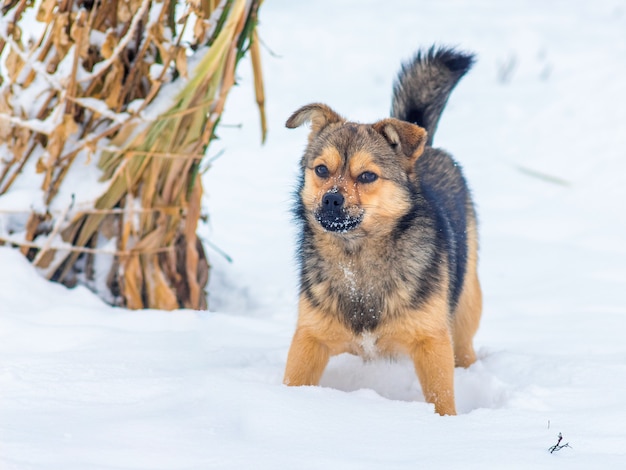 Un piccolo cane nella neve protegge la fattoria_