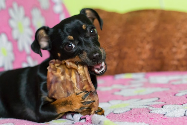 Un piccolo cane nero che rosicchia un osso