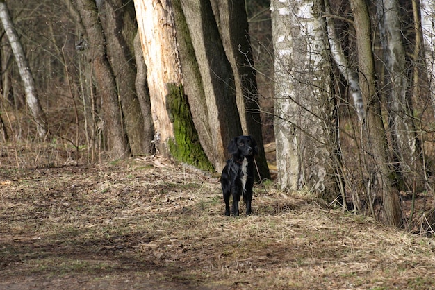 Un piccolo cane nero sta aspettando il suo proprietario su un sentiero nel bosco all'inizio della primavera